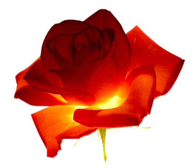 ENVIAR FLORES VIRTUALES enviar flores virtuales: